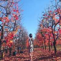 伯斯景點丨季節限定！金黃色大道柿子園Raeburn Orchards