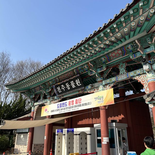 벚꽃 낭만 가능한 이곳은? 전주동물원~