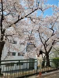 벚꽃과 함께하는 정독도서관 데이트📚🌸