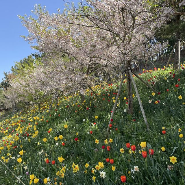 태안 세계튤립꽃박람회에서 봄꽃 놀이🌷
