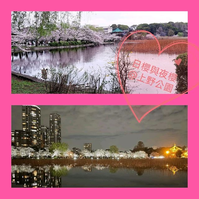 日櫻與夜櫻@上野公園