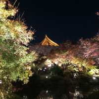 京都・秋のライトアップ東寺