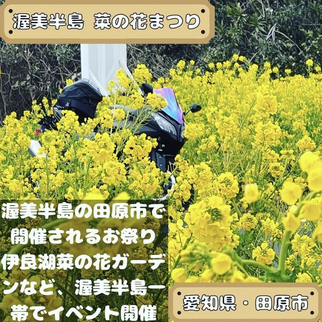 渥美半島　菜の花まつり