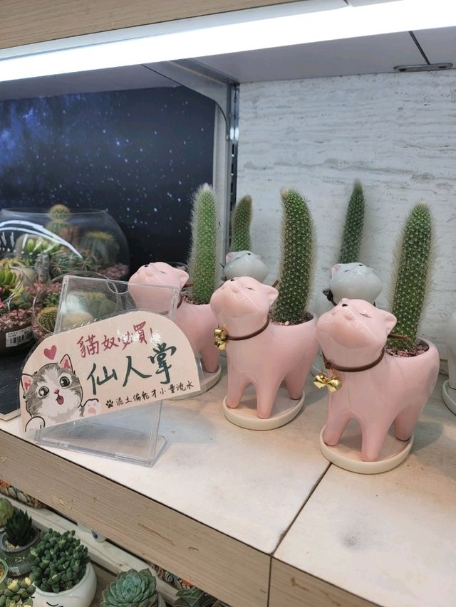 帶綿綿行花墟 帶綿綿行花墟
