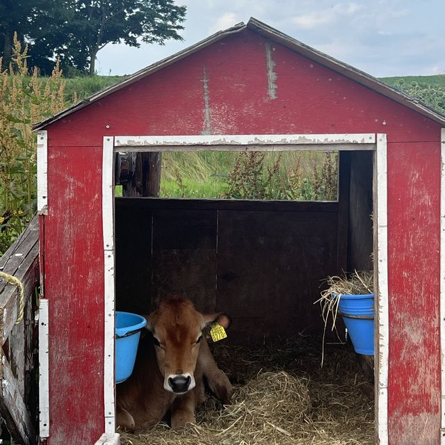 ファームズ千代田ふれあい牧場🐮