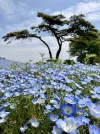 國營常陸海濱公園 *最美粉蝶花海*