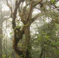 Experience the Mossy Forest 