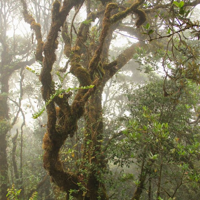 Experience the Mossy Forest 