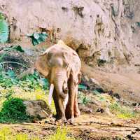 Wonderful Patara Elephant Farm 