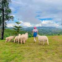 แลนด์มาร์คแห่งใหม่ ถ่ายรูปกับน้องแกะน่ารักๆบนดอย🐑🐏