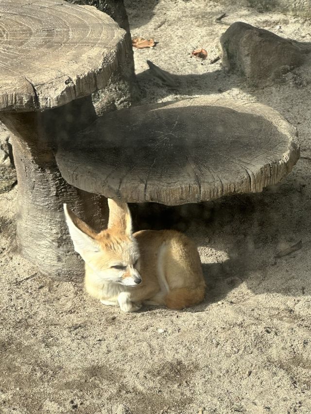 귀여운 동물들을 맘껏 볼 수 있는 에버랜드 사파리🐯