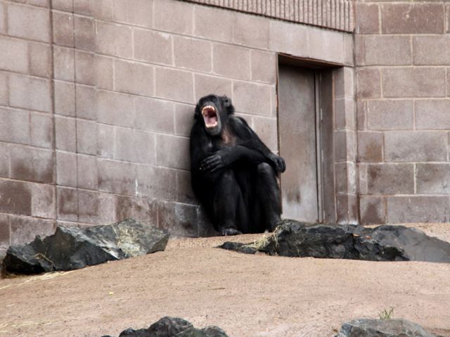 Best wildlife park in Belfast worth visiting 