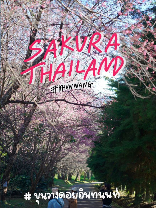 ซากุระเมืองไทย ศูนย์วิจัยเกษตรหลวงขุนวาง เชียงใหม