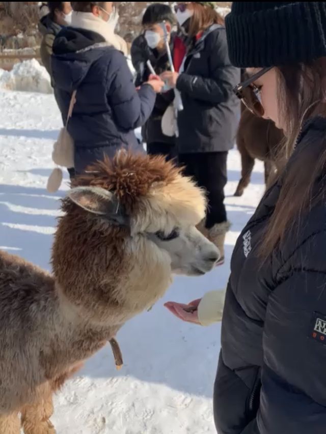 Day trip from Seoul to meet the Alpacas 🦙🦙