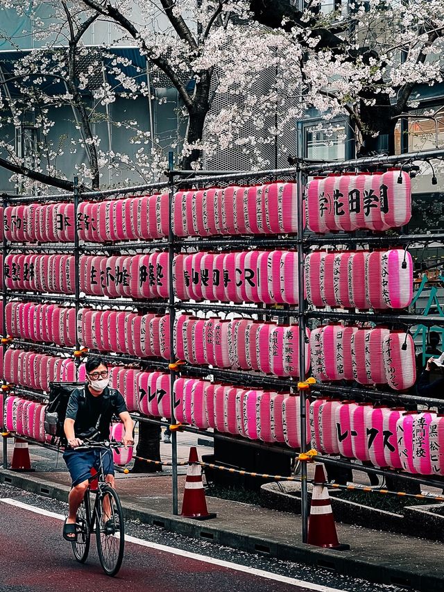 Cherry Blossom Street in Shibuya Tokyo 🇯🇵