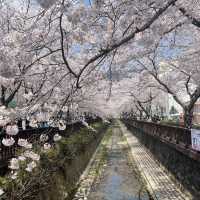 경남 꽃놀이 명소 모음🌸