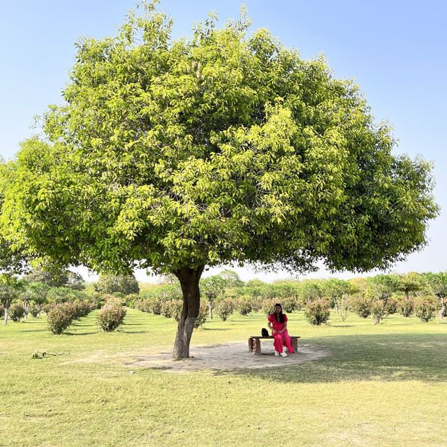 Tranquil Mehtab Bagh: Taj Mahal's Viewpoint