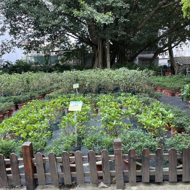 Luís de Camões Plant Nursery