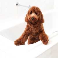 Pet Staycation at Intercontinental Singapore