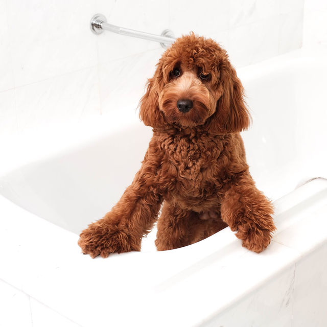 Pet Staycation at Intercontinental Singapore