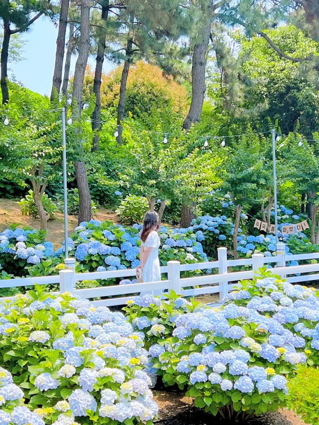 울산 장생포 수국축제💙