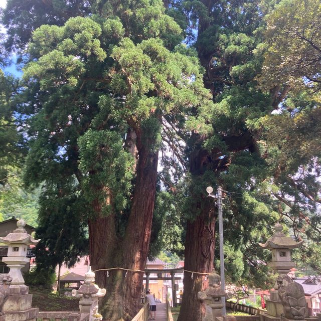 山中温泉　【栢野の大杉 (かやののおおすぎ)]