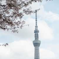 Sumida park 🌸