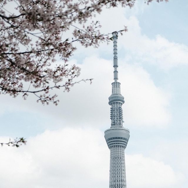 Sumida park 🌸