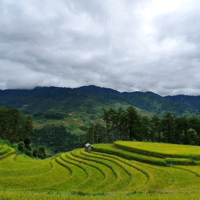Vành Móng Ngựa Terraced Rice Fields