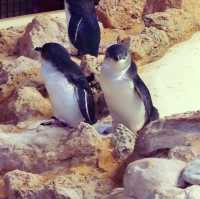 🐧 The Penguin Island 🐧 