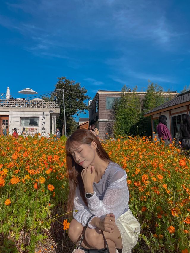 지금 꼭 가야하는 코스모스 스팟💛