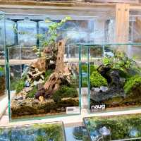 Naug Just Plants Hydroponic Houseplants