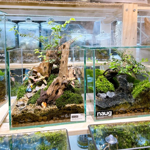 Naug Just Plants Hydroponic Houseplants