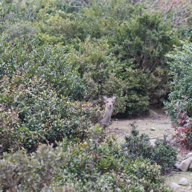 【銚子渓】野生の猿と触れ合える小豆島の観光地