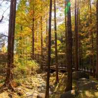 剛泉山郡立公園 ⛰️🌲自然奇觀🚶🌄