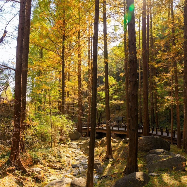 剛泉山郡立公園 ⛰️🌲自然奇觀🚶🌄