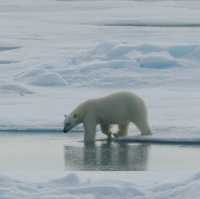 North Pole 90° unforgettable holiday