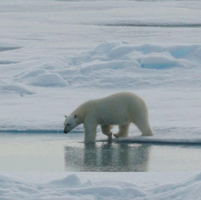 North Pole 90° unforgettable holiday