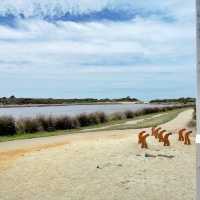 Best view in Anglesea Melbourne