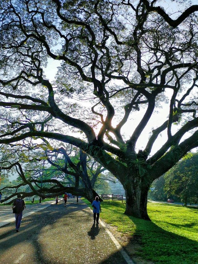 Heritage Raintree Walk & Picturesque Scenary