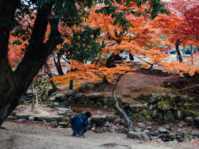 ไปให้อาหารน้องกวางที่เมืองนารา 🦌🇯🇵