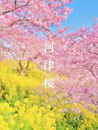 【絶景】菜の花×河津桜のコントラストが美しい🌸まつだ桜まつり