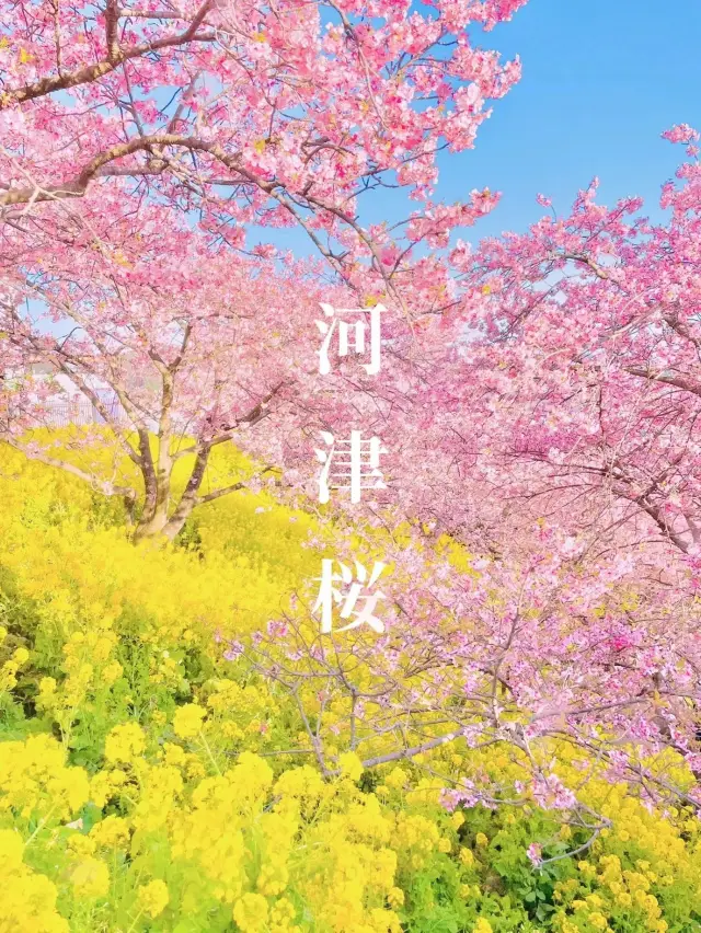 【絶景】菜の花×河津桜のコントラストが美しい🌸まつだ桜まつり