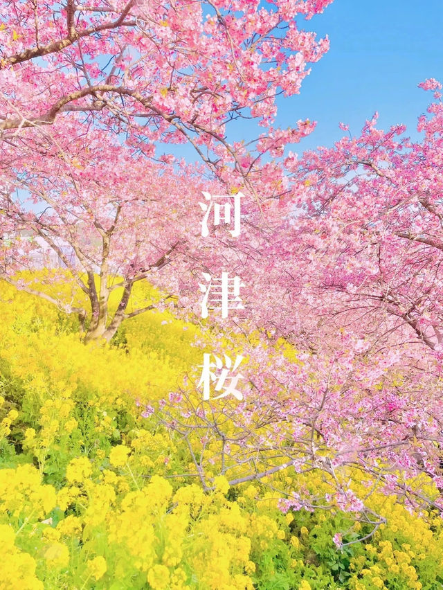 【絶景】菜の花×河津桜のコントラストが美しい🌸まつだ桜まつり