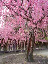 全国でも最高クラスの梅堪能エリア🌸