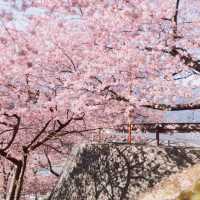 【神奈川】富士見百景にも選ばれた絶景！「松田山ハーブガーデン」🌸