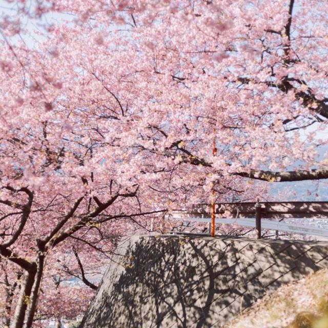 【神奈川】富士見百景にも選ばれた絶景！「松田山ハーブガーデン」🌸