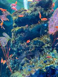 【兵庫】新感覚！アクアリウムとアートが融合した都市型水族館
