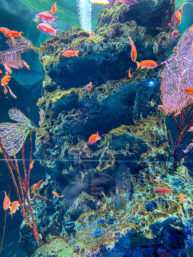 【兵庫】新感覚！アクアリウムとアートが融合した都市型水族館