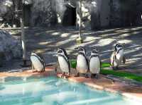 Sapporo City Maruyama Zoo
